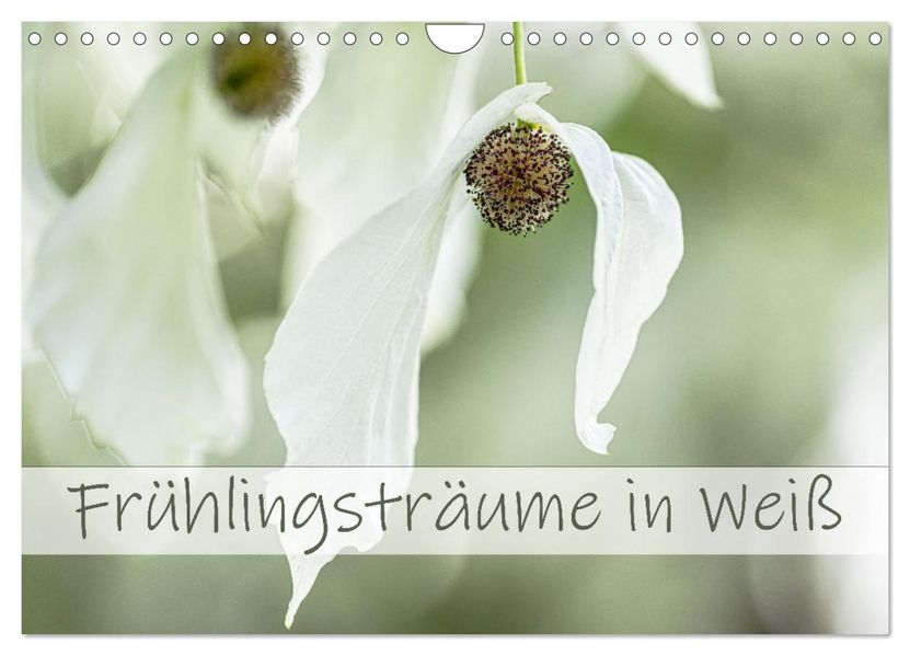 Frühlingsträume in Weiß (Wandkalender 2027 DIN A4 quer) CALVENDO Monatskalender