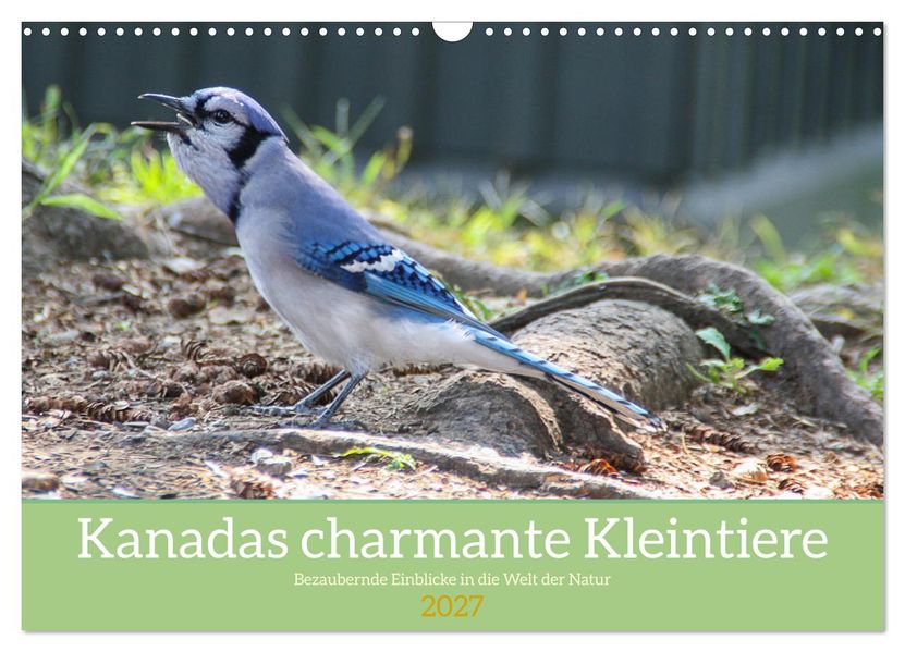 Kanadas charmante Kleintiere - Bezaubernde Einblicke in die Natur (Wandkalender 2027 DIN A3 quer) CALVENDO Monatskalender