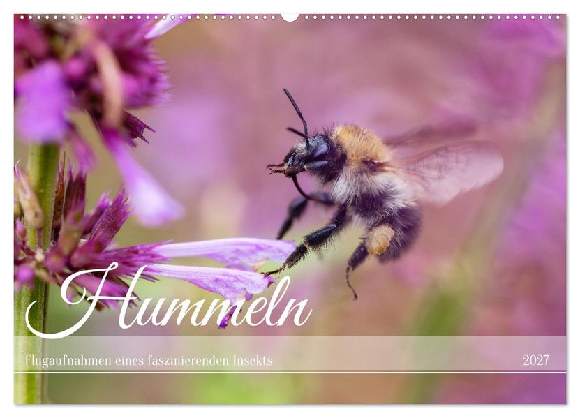 Hummeln - Flugaufnahmen eines faszinierenden Insekts (Wandkalender 2027 DIN A2 quer) CALVENDO Monatskalender