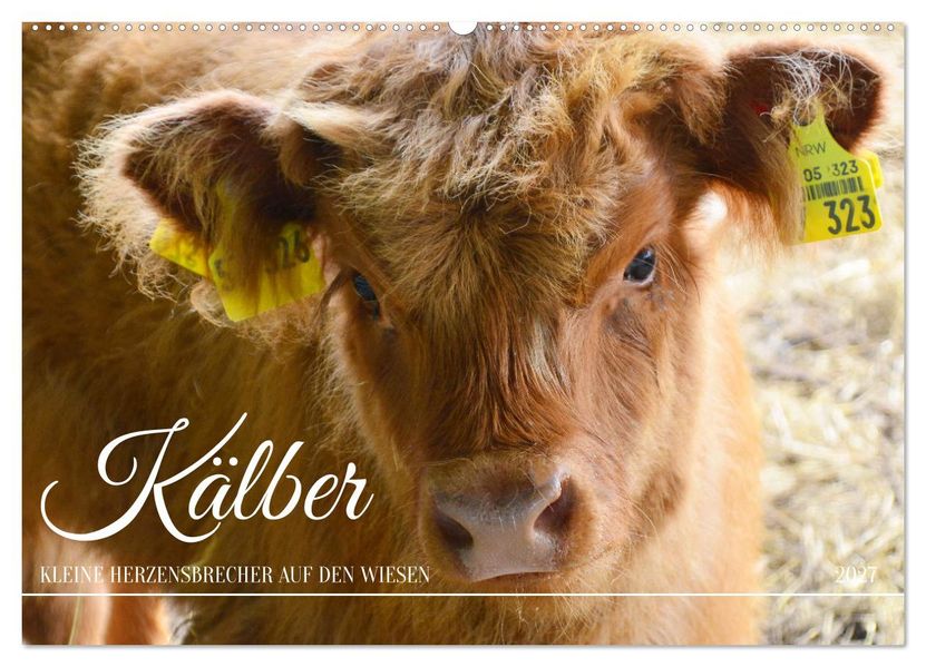 Kälber - Kleine Herzensbrecher auf den Wiesen (Wandkalender 2027 DIN A2 quer) CALVENDO Monatskalender