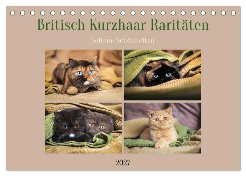 Britisch Kurzhaar Raritäten - seltene Schönheiten (Tischkalender 2027 DIN A5 quer) CALVENDO Monatskalender