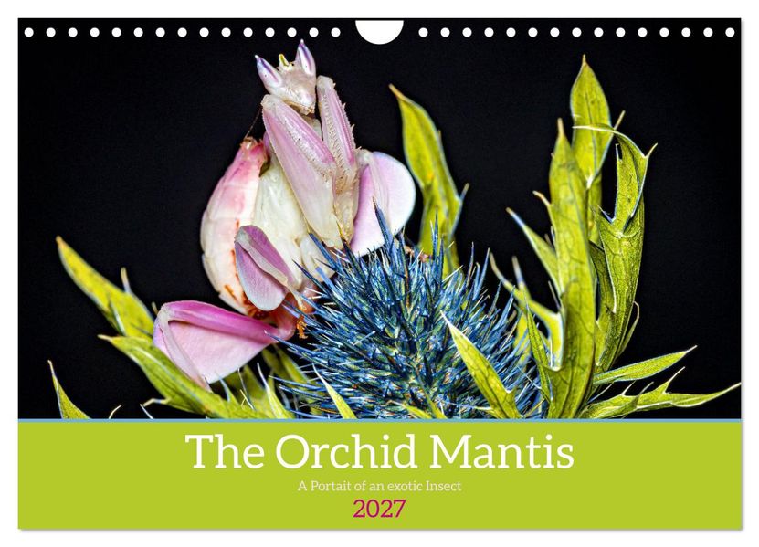 The Orchid Mantis (Wall Calendar 2027 DIN A4 landscape) CALVENDO 12 Month Wall Calendar