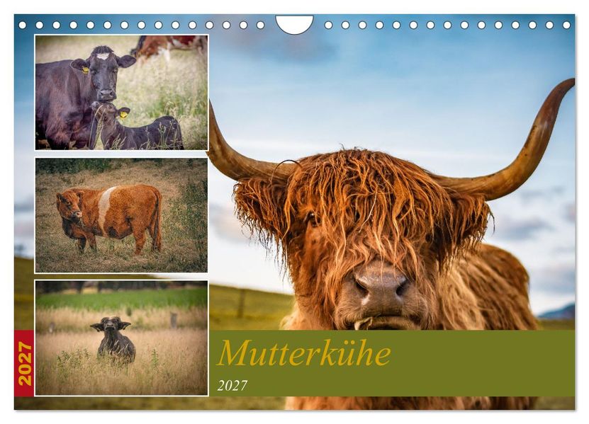 Mutterkühe (Wandkalender 2027 DIN A4 quer) CALVENDO Monatskalender
