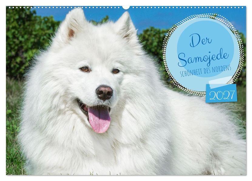 Der Samojede - Schönheit des Nordens (Wandkalender 2027 DIN A2 quer) CALVENDO Monatskalender