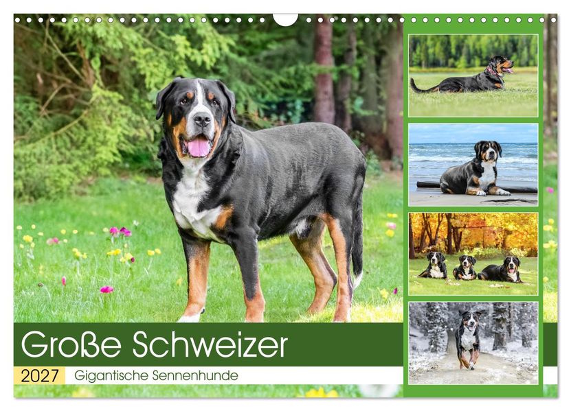 Große Schweizer - Gigantische Sennenhunde (Wandkalender 2027 DIN A3 quer) CALVENDO Monatskalender