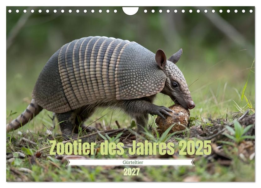 Zootier des Jahres 2025 - Gürteltier (Wandkalender 2027 DIN A4 quer) CALVENDO Monatskalender