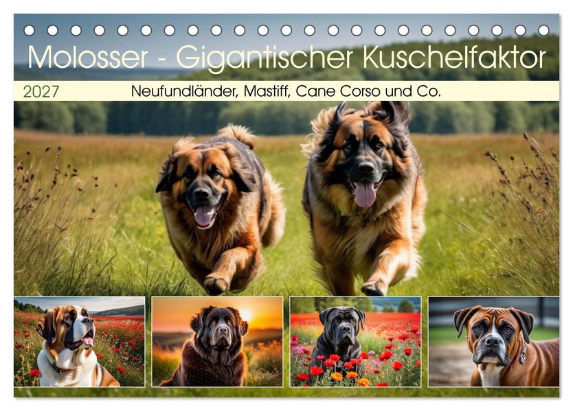 Molosser - Gigantischer Kuschelfaktor (Tischkalender 2027 DIN A5 quer) CALVENDO Monatskalender