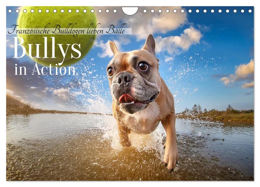 Bullys in Action - Französische Bulldoggen lieben Bälle (Wandkalender 2027 DIN A4 quer) CALVENDO Monatskalender