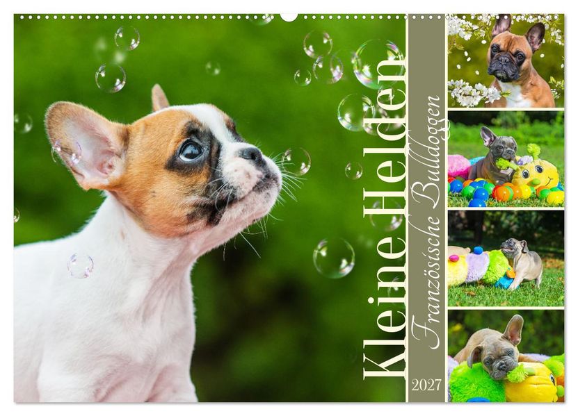 Kleine Helden - Französische Bulldoggen (Wandkalender 2027 DIN A2 quer) CALVENDO Monatskalender