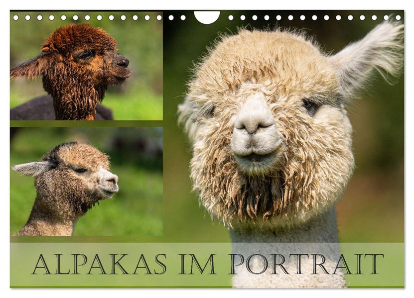 Alpakas im Portrait (Wandkalender 2027 DIN A4 quer) CALVENDO Monatskalender
