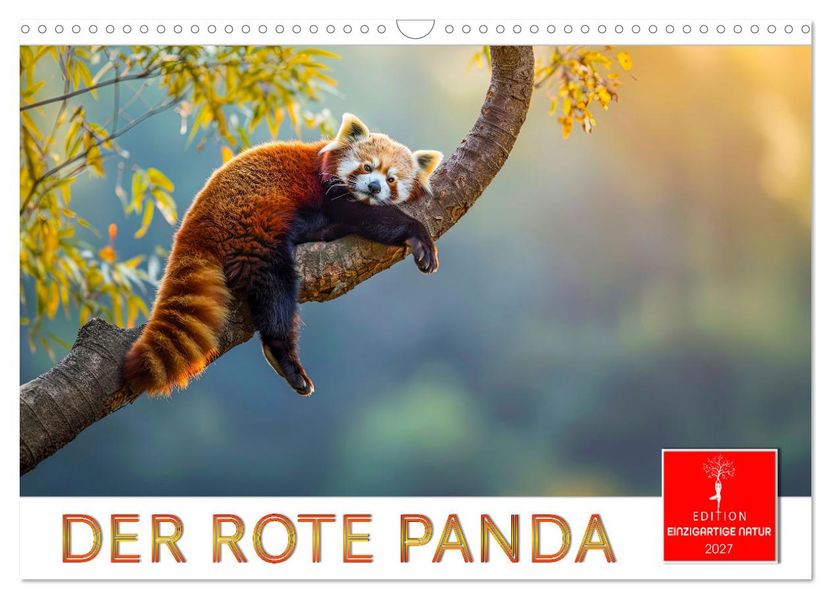 Der Rote Panda (Wandkalender 2027 DIN A3 quer) CALVENDO Monatskalender