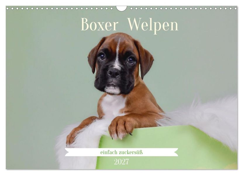Boxer Welpen einfach zuckersüß (Wandkalender 2027 DIN A3 quer) CALVENDO Monatskalender