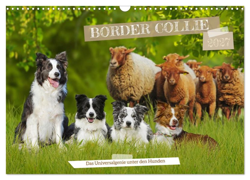 Border Collie - Das Universalgenie unter den Hunden (Wandkalender 2027 DIN A3 quer) CALVENDO Monatskalender