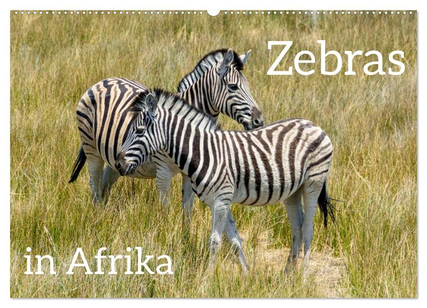 Zebras in Afrika (Wandkalender 2027 DIN A2 quer) CALVENDO Monatskalender