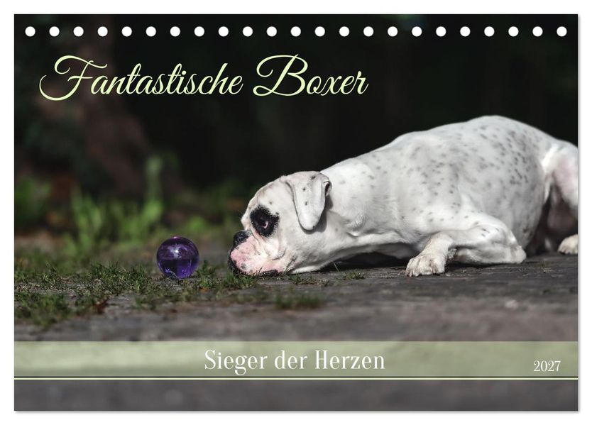 Fantastische Boxer - Sieger der Herzen (Tischkalender 2027 DIN A5 quer) CALVENDO Monatskalender