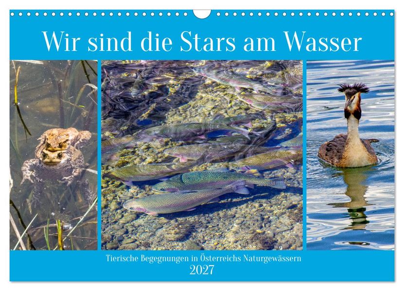 Wir sind die Stars am Wasser (Wandkalender 2027 DIN A3 quer) CALVENDO Monatskalender