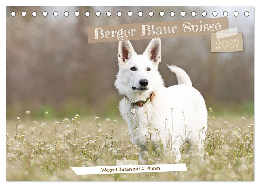 Berger Blanc Suisse - Weggefährten auf 4 Pfoten (Tischkalender 2027 DIN A5 quer) CALVENDO Monatskalender