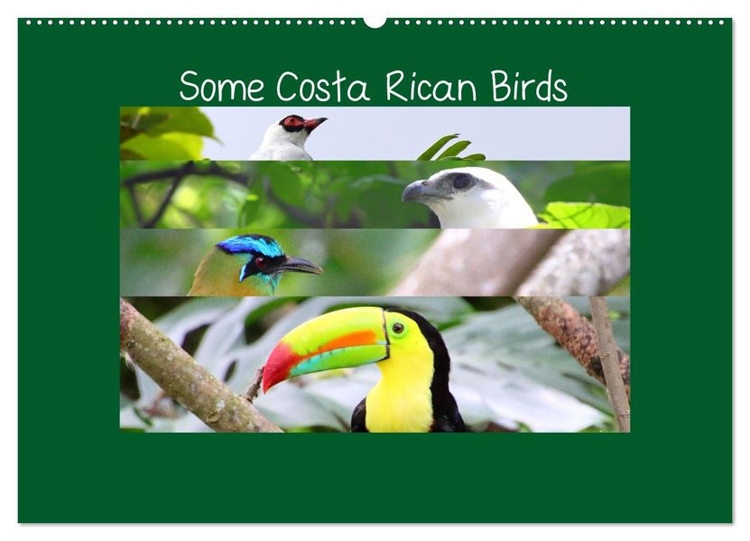 Some Costa Rican Birds (Wall Calendar 2027 DIN A2 landscape) CALVENDO 12 Month Wall Calendar