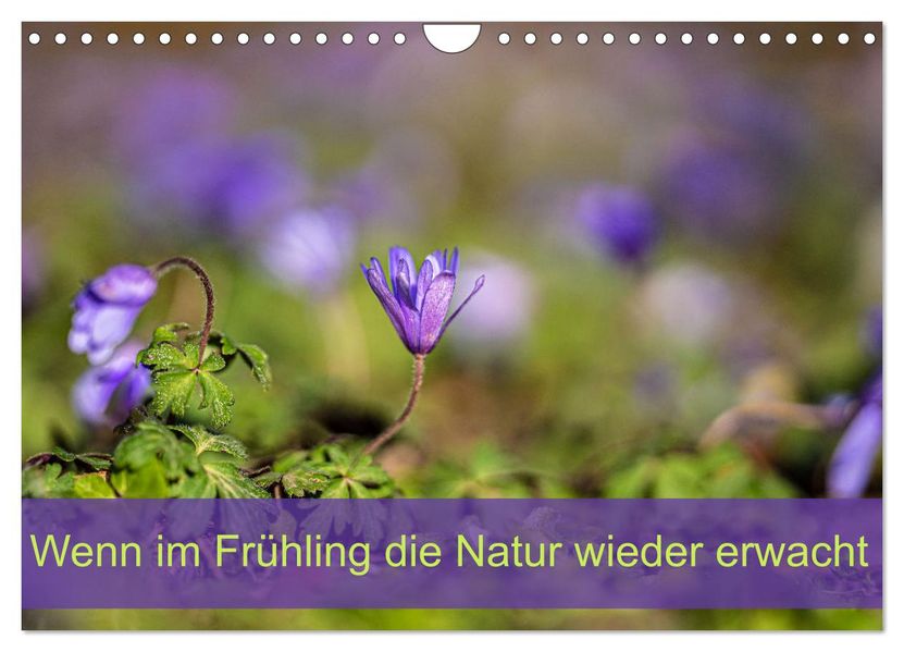 Wenn im Frühling die Natur wieder erwacht (Wandkalender 2027 DIN A4 quer) CALVENDO Monatskalender