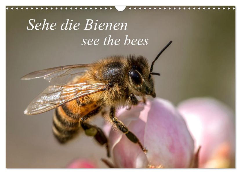 Sehe die Bienen (Wandkalender 2027 DIN A3 quer) CALVENDO Monatskalender
