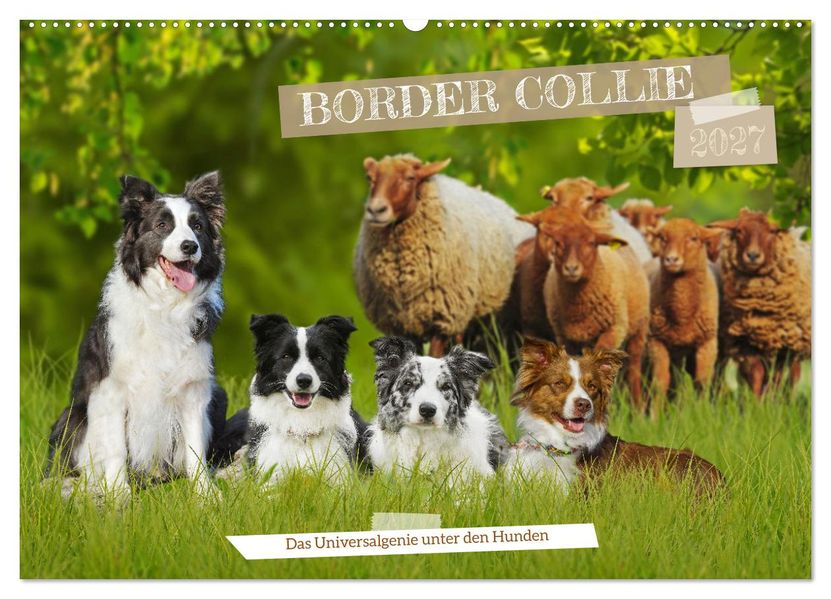 Border Collie - Das Universalgenie unter den Hunden (Wandkalender 2027 DIN A2 quer) CALVENDO Monatskalender