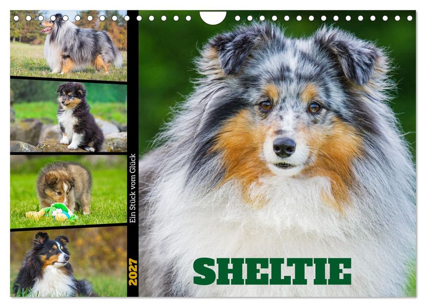 Sheltie - Ein Stück vom Glück (Wandkalender 2027 DIN A4 quer) CALVENDO Monatskalender