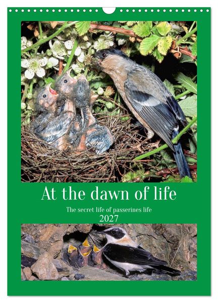 At the dawn of life the secret life of passerines (Wall Calendar 2027 DIN A3 portrait) CALVENDO 12 Month Wall Calendar
