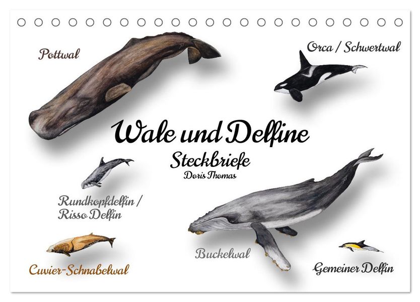 Wale und Delfine Steckbriefe (Tischkalender 2027 DIN A5 quer) CALVENDO Monatskalender