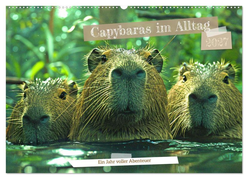Capybaras im Alltag - Ein Jahr voller Abenteuer (Wandkalender 2027 DIN A2 quer) CALVENDO Monatskalender