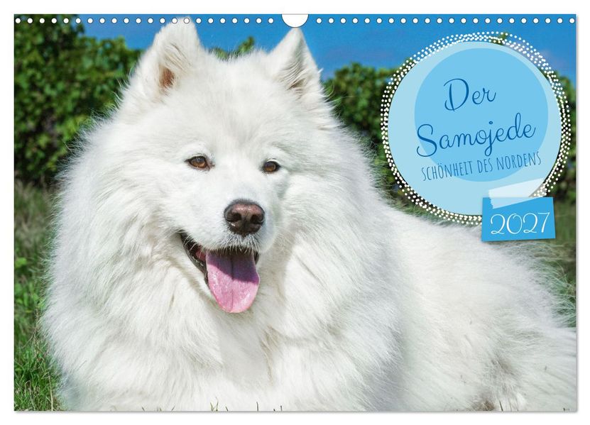 Der Samojede - Schönheit des Nordens (Wandkalender 2027 DIN A3 quer) CALVENDO Monatskalender