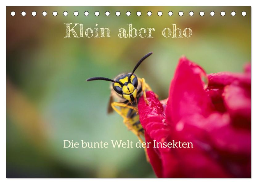 Klein aber oho. Die bunte Welt der Insekten (Tischkalender 2027 DIN A5 quer) CALVENDO Monatskalender