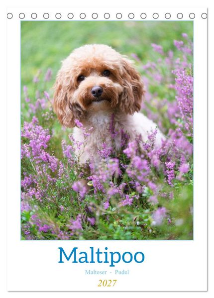 Maltipoo - Malteser - Pudel 2027 (Tischkalender 2027 DIN A5 hoch) CALVENDO Monatskalender