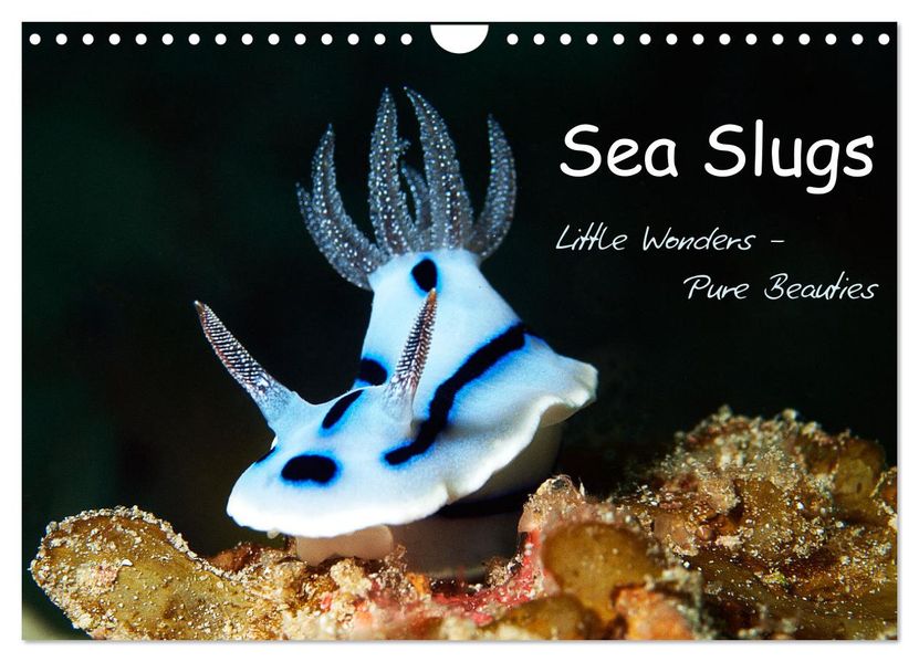 Sea Slugs - Little Wonders - Pure Beauties (Wall Calendar 2027 DIN A4 landscape) CALVENDO 12 Month Wall Calendar