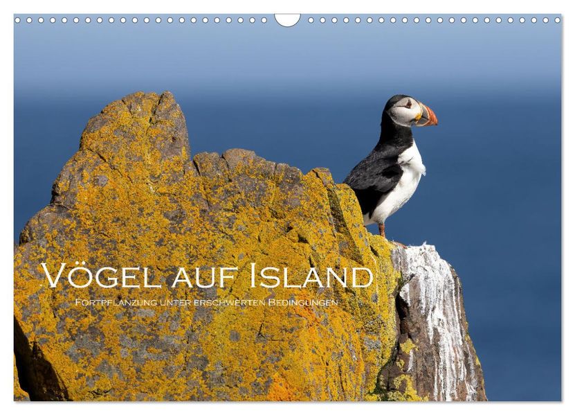Vögel auf Island (Wandkalender 2027 DIN A3 quer) CALVENDO Monatskalender