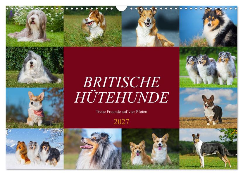 Britische Hütehunde - Treue Freunde auf vier Pfoten (Wandkalender 2027 DIN A3 quer) CALVENDO Monatskalender