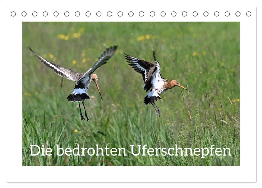 Die bedrohten Uferschnepfen (Tischkalender 2027 DIN A5 quer) CALVENDO Monatskalender