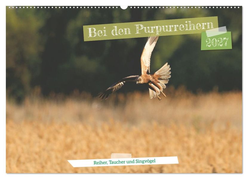 Bei den Purpurreihern (Wandkalender 2027 DIN A2 quer) CALVENDO Monatskalender