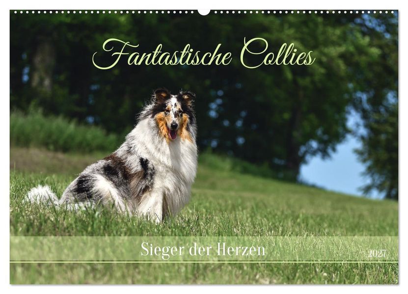 Fantastische Collies - Sieger der Herzen (Wandkalender 2027 DIN A2 quer) CALVENDO Monatskalender