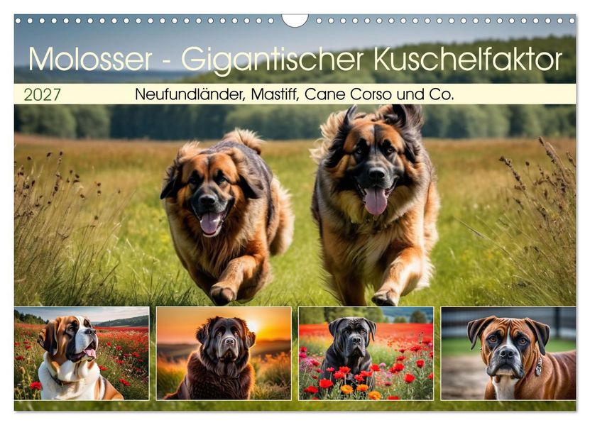 Molosser - Gigantischer Kuschelfaktor (Wandkalender 2027 DIN A3 quer) CALVENDO Monatskalender
