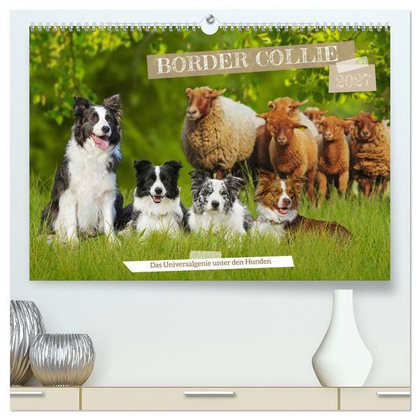 Border Collie - Das Universalgenie unter den Hunden (hochwertiger Premium Wandkalender 2027 DIN A2 quer) Kunstdruck in Hochglanz