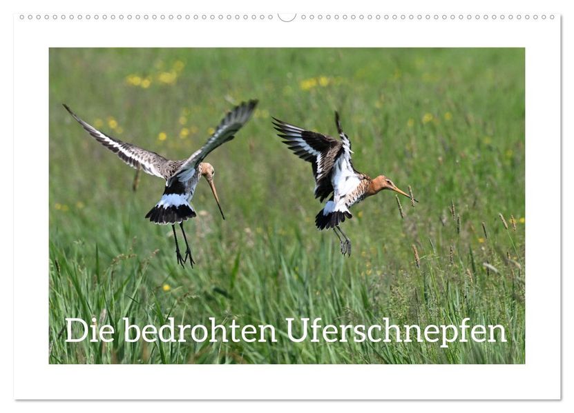 Die bedrohten Uferschnepfen (Wandkalender 2027 DIN A2 quer) CALVENDO Monatskalender