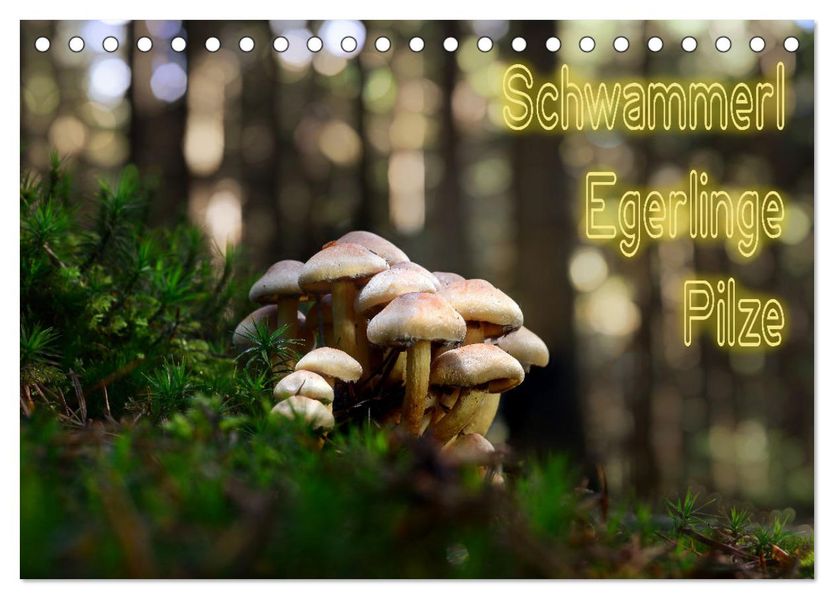 Schwammerl Egerlinge Pilze (Tischkalender 2027 DIN A5 quer) CALVENDO Monatskalender