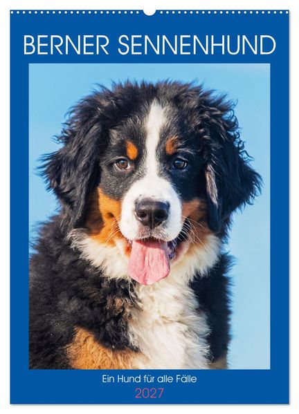 Berner Sennenhund - Ein Hund für alle Fälle (Wandkalender 2027 DIN A2 hoch) CALVENDO Monatskalender