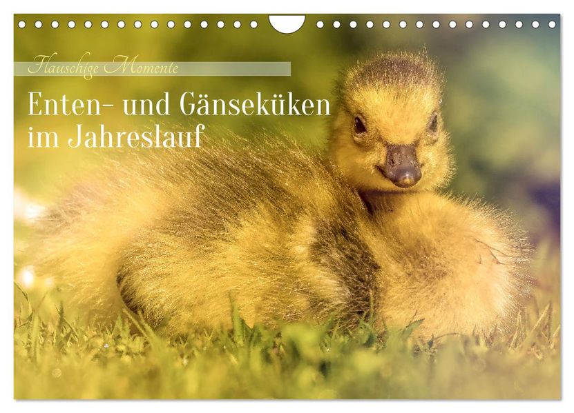 Flauschige Momente! Enten- und Gänseküken im Jahreslauf (Wandkalender 2027 DIN A4 quer) CALVENDO Monatskalender