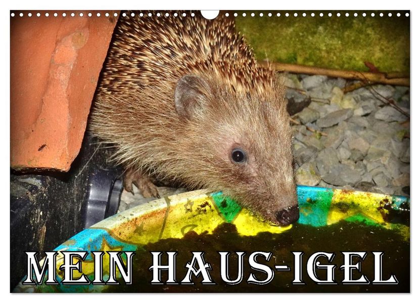 Mein Haus-Igel (Wandkalender 2027 DIN A3 quer) CALVENDO Monatskalender