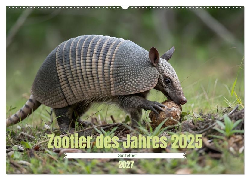 Zootier des Jahres 2025 - Gürteltier (Wandkalender 2027 DIN A2 quer) CALVENDO Monatskalender