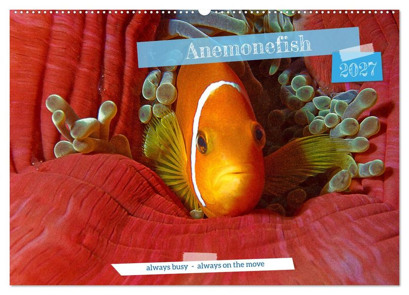 Anemonefish - always busy - always on the move (Wall Calendar 2027 DIN A2 landscape) CALVENDO 12 Month Wall Calendar