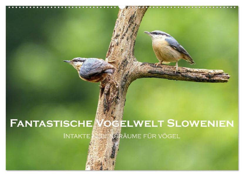 Fantastische Vogelwelt Slowenien (Wandkalender 2027 DIN A2 quer) CALVENDO Monatskalender