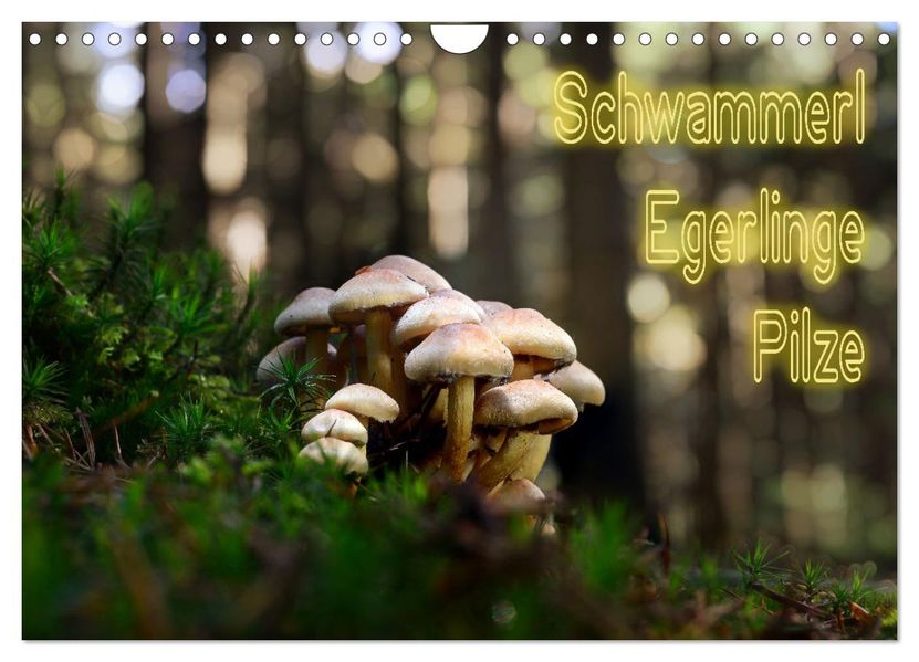 Schwammerl Egerlinge Pilze (Wandkalender 2027 DIN A4 quer) CALVENDO Monatskalender