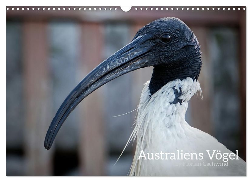 Australiens Vögel (Wandkalender 2027 DIN A3 quer) CALVENDO Monatskalender